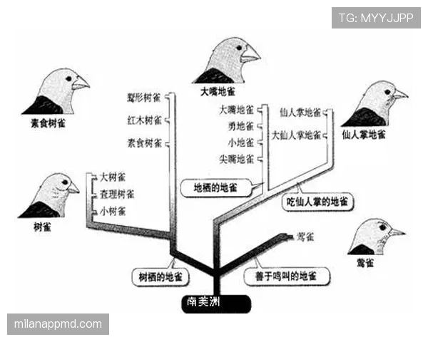 莱奥与内马尔技术风格的差异根源与进化路径对比